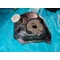 Yiben 50 QT-3 GY 50 Linea Speedy Peugeot V-Clic Vclic Garelli Cilone 4T50 Malaguti Malbo Baotian BT50QT-9 üzemanyag tartály Benzintank Kraftstofftank fuel tank