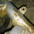Kép 7/8 - Honda VF750F RC15 1982- motorváz Hauptrahmen main frame