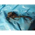Kép 1/2 - Malaguti Madison 125 150 2000 hátsó főfékhenger Bremszylinder brake cylinder