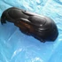 Kép 3/3 - SYM GTS 250 JOYMAX 250 2006 berugó dekni Variodeckel engine cover
