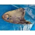 Kép 4/4 - Yiben 50 QT-3 GY 50 Linea Speedy Peugeot V-Clic Vclic Garelli Cilone 4T50 Malaguti Malbo Baotian BT50QT-9 Orridom Frontverkleidung front cover